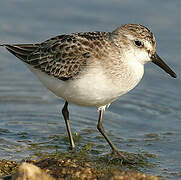 Semipalmated Sandpiper