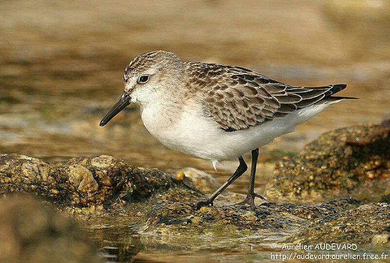 Semipalmated Sandpiper