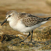 Semipalmated Sandpiper