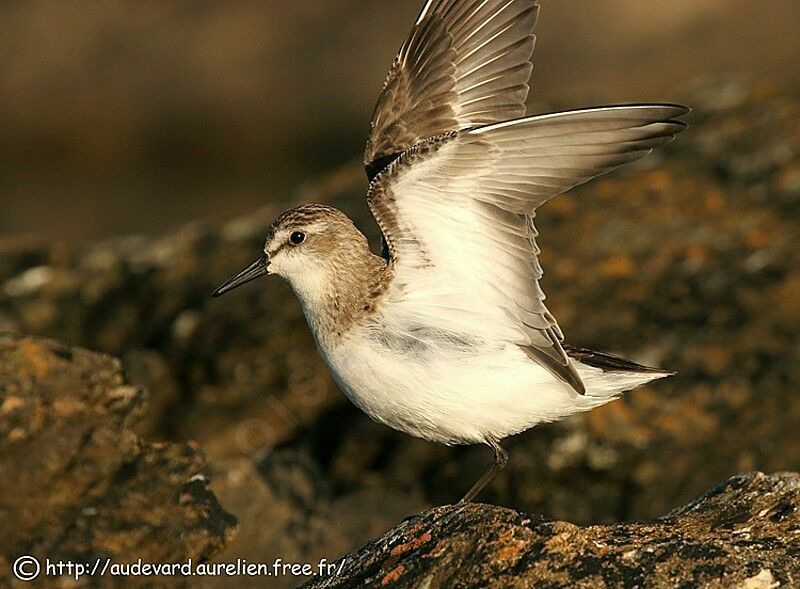 Semipalmated Sandpiper