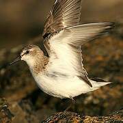 Semipalmated Sandpiper