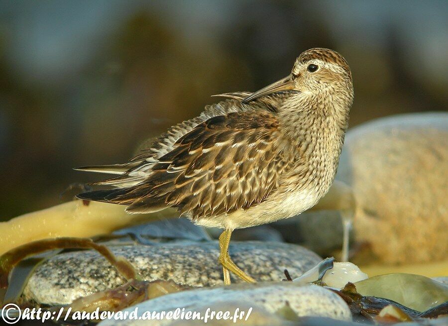 Pectoral Sandpiper