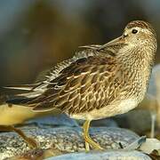 Pectoral Sandpiper