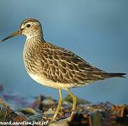 Pectoral Sandpiper