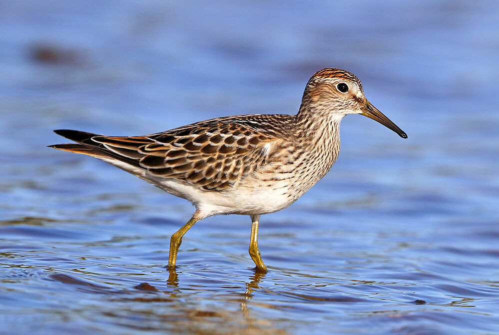 Pectoral Sandpiper