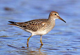 Pectoral Sandpiper