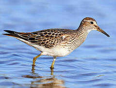 Pectoral Sandpiper