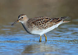 Pectoral Sandpiper