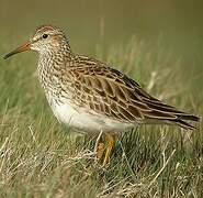 Pectoral Sandpiper