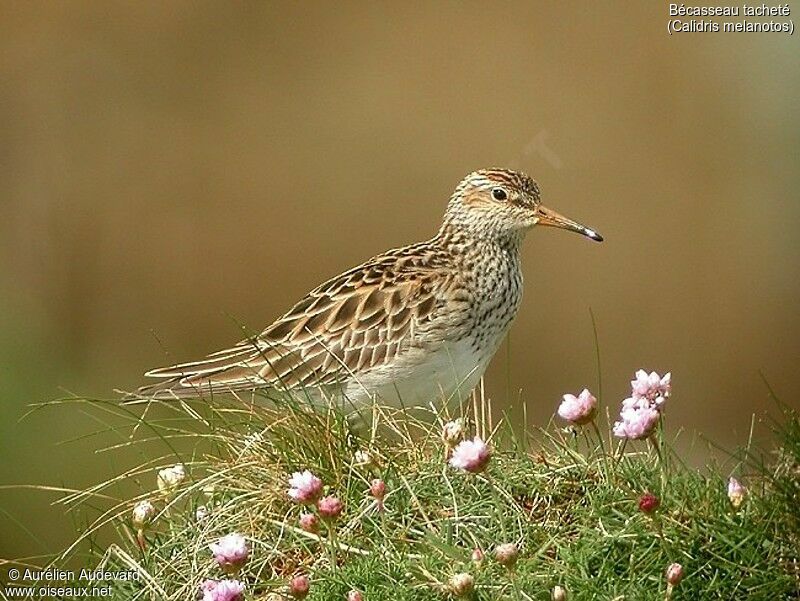 Pectoral Sandpiper