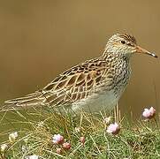 Pectoral Sandpiper