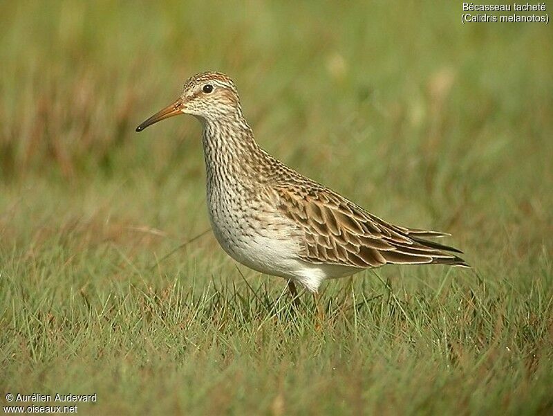 Pectoral Sandpiper