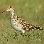 Pectoral Sandpiper