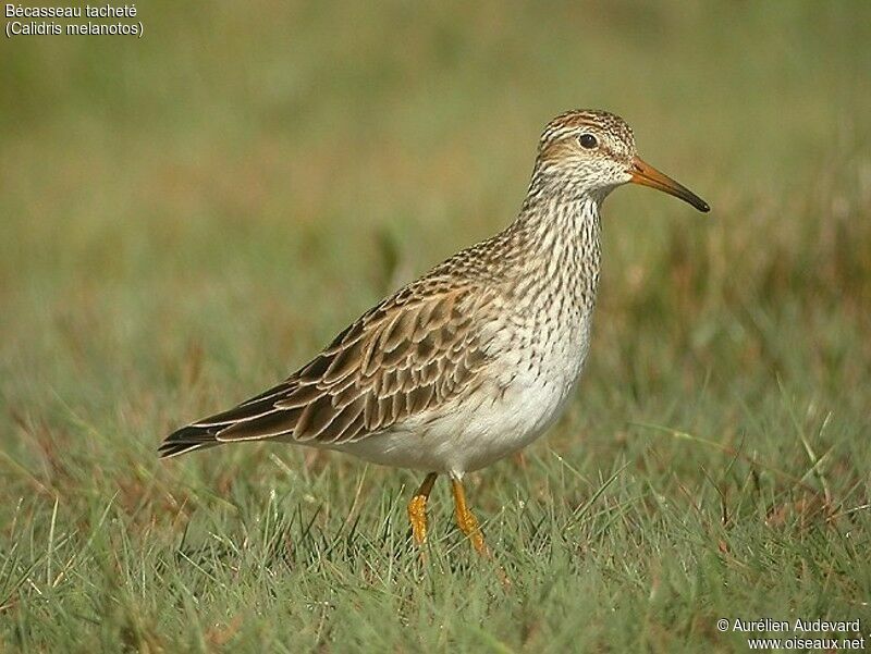 Pectoral Sandpiper