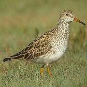 Pectoral Sandpiper