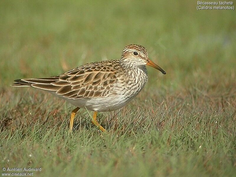 Pectoral Sandpiper