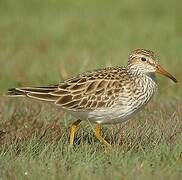 Pectoral Sandpiper