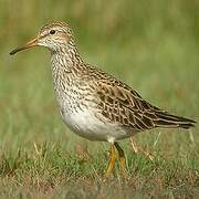 Pectoral Sandpiper