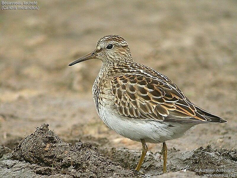 Pectoral Sandpiper