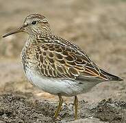 Pectoral Sandpiper