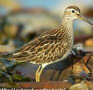 Pectoral Sandpiper