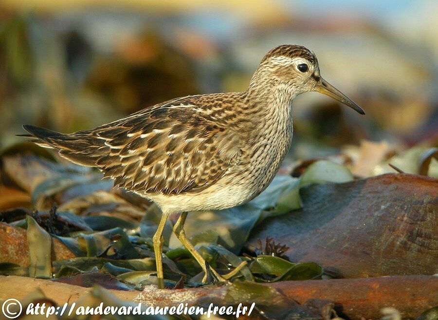 Pectoral Sandpiper