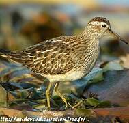 Pectoral Sandpiper