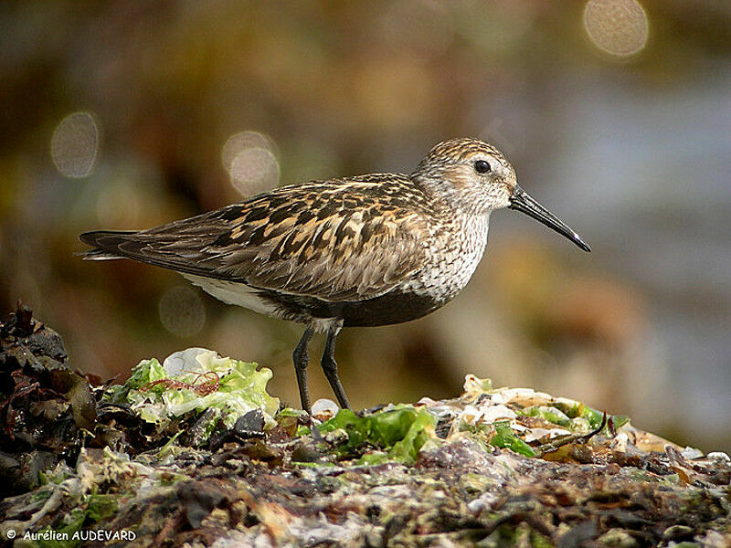 Bécasseau variable