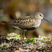 Dunlin