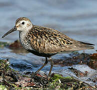 Dunlin