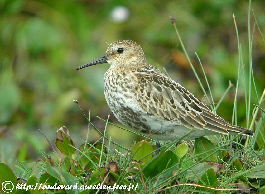 Dunlin