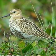 Dunlin