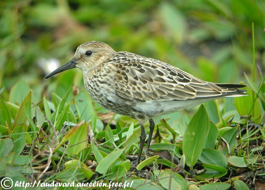 Bécasseau variable1ère année