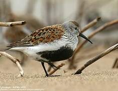 Dunlin