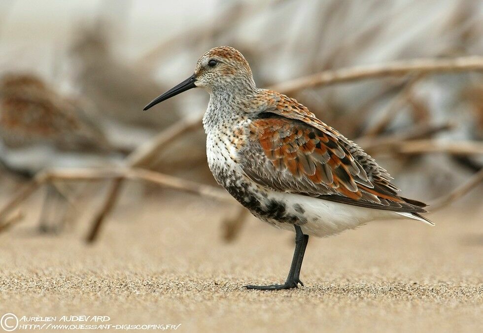 Dunlin