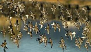 Dunlin