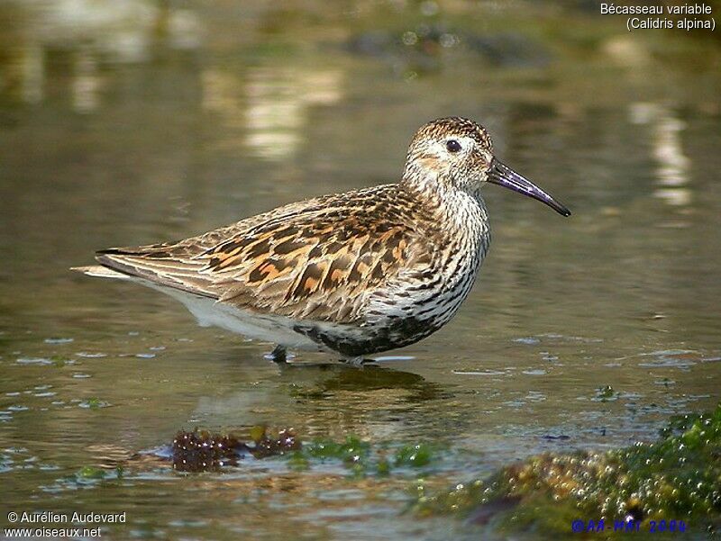 Bécasseau variable