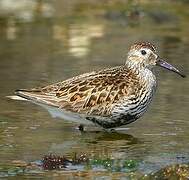 Dunlin