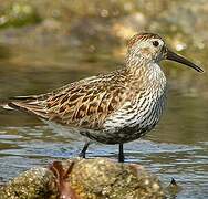 Dunlin