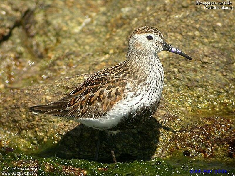 Dunlin