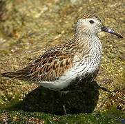 Dunlin