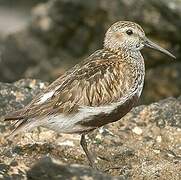 Dunlin