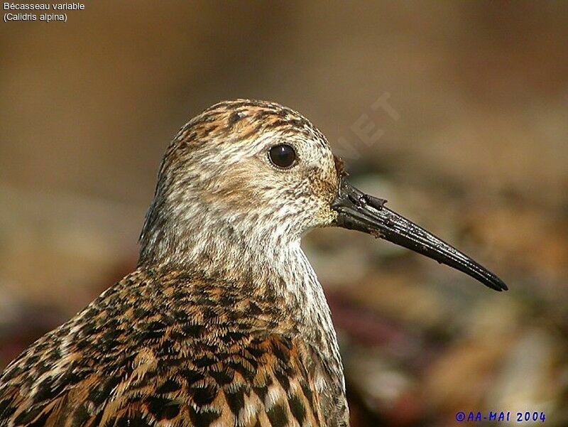 Bécasseau variable