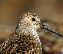 Dunlin