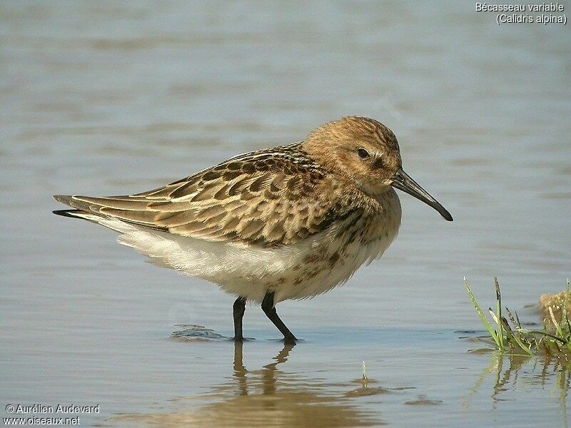 Dunlin