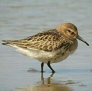 Dunlin