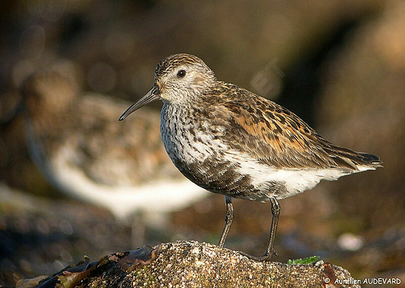 Dunlin