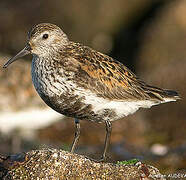 Dunlin