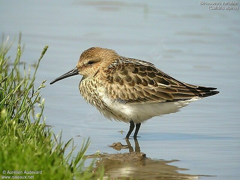 Bécasseau variable