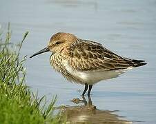 Dunlin